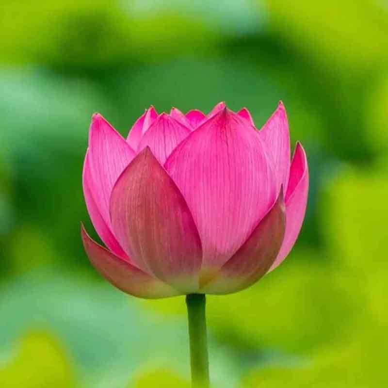 手机拍照怎么调比例6.jpg 手机拍照怎么调比例6.jpg